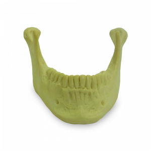 MANDÍBULA COM TODOS OS DENTES - cód. 4013