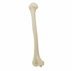 ÚMERO DIREITO - cód. 3012