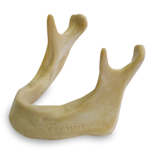 MANDÍBULA EDÊNTULA EXTRA DURA - cód. 4010 D