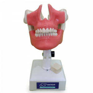 MANEQUIM COM RUGA PALATINA E LINHA MUCOGENGIVAL - cód. 4101 GT