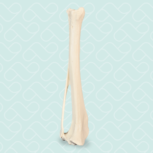 TÍBIA DIREITA COM FÍBULA - CÃO GRANDE PORTE - cód. AV210 