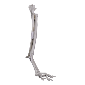 PUNHO ESQUERDO COM CANAL MEDULAR - CÃO GRANDE PORTE - cód. AV745B