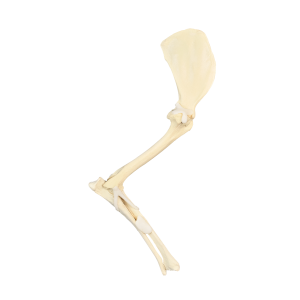 MEMBRO ESQUERDO ANTERIOR COM CANAL MEDULAR E ESPONJOSO SEM CARPO - CÃO GRANDE PORTE - cód. AV760ESP