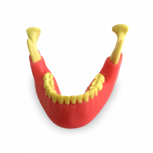 MANDIBULA COM 3º MOLAR INCLUSO COM GENGIVA - cód. 4402-02GT