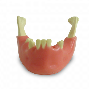 MANDÍBULA COM ALGUNS DENTES E GENGIVA - cód. 4012 GT