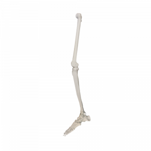 PERNA ESQUERDA - cód. 1010 PC