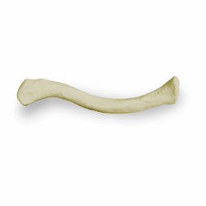 CLAVÍCULA ESQUERDA - cód. 3023