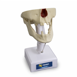 MANEQUIM COM CANINOS E 2º MOLAR - cód. 4006