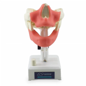 MANEQUIM EDÊNTULO COM GENGIVA - cód. 4007 GT