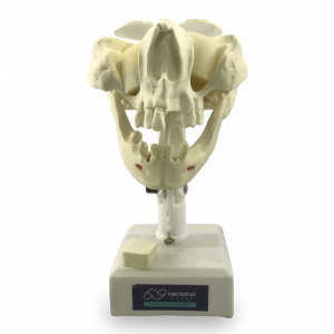 MANEQUIM PRÉ-MOLAR ATIVO - cód. 4022