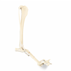 TORNOZELO DIREITO - CÃO GRANDE PORTE - cód. AV215