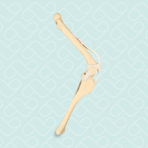 JOELHO ESQUERDO - CÃO GRANDE PORTE - cód. AV250 E