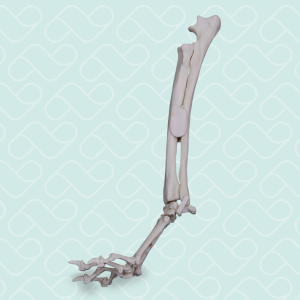 PUNHO ESQUERDO - CÃO GRANDE PORTE - cód. AV745